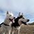 Linda Delegans's profile image