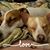 Cheryl Lesesne's profile image