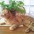 Nancy Lojas's profile image