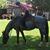 Francesca Dahlmeyer's profile image