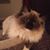 Diane Lindeman's profile image