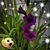 Pamela L Sinica's profile image