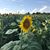 Kathy Schmoll Mezzone's profile image