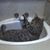 Elizabeth Buffy Baker Bynog's profile image