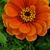 Lea Plagman's profile image