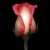Mary Contrary's profile image