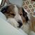 Sylvia Petrey Aiken's profile image