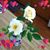 Wanda Harris's profile image