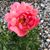 Mary Sorg Doyle's profile image