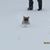 Samantha Sharp Bittner's profile image