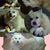 Crystal Wilcox's profile image