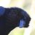 Tom Lopes's profile image