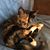 Shelly Alexander's profile image