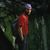 Chris Runner's profile image