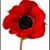 Heather Westenbarger's profile image