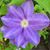 Christine Balkon Curtis's profile image