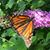 Jane Muckensturm Ring's profile image