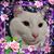 Brenda Olivas's profile image