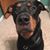 Sonia Swisher's profile image