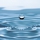 Mushingirl 1.'s profile image