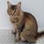 Isabell Blue's profile image