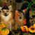 Joyce Hodge Hurst's profile image