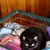 Pamela Levick's profile image