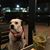 Sandy Corriere's profile image