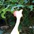 Okie Clucker's profile image