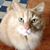 Carol Hovingh's profile image