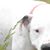 Lahoma Roebuck's profile image