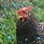 Gayla Kilts's profile image