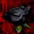 Dennis N. Webber's profile image