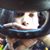 Gilly Rael's profile image