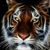C Trey Gaspard's profile image