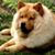 Janice Dozier's profile image
