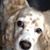 Claudia Sullivan's profile image