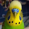 Mr P.'s profile image