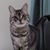 Nancy Hornberger's profile image