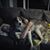 Ginger Wipperfurth's profile image