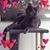 Ann McDaniel's profile image