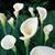 Bernadette Mcclelland's profile image