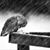 Beckie Wills's profile image