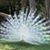 JoAnne Contento Benham's profile image