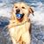 Lisa DeVinney's profile image