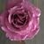 Flor De La Fuente's profile image
