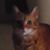 Troy Serrano's profile image