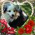 Debbie Droege Deich's profile image