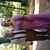Maureen Keane Starner's profile image