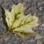 Pam Sweetser Middleton's profile image